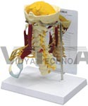 Deluxe Muscled Cervical Vertebrae Model w/ Anatomy Education Card